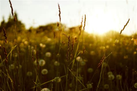 Green Grass over Yellow Background · Free Stock Photo