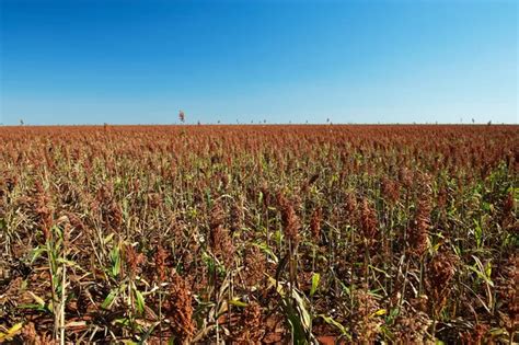 Sorghum field Images, Royalty-free Stock Sorghum field Photos & Pictures | Depositphotos