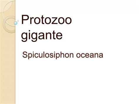 Spiculosiphon oceana | PPT