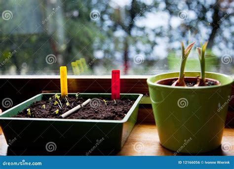 Sowing seeds indoor stock photo. Image of plants, seeds - 12166056