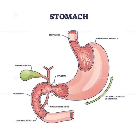 Intestine Diagram Anatomy