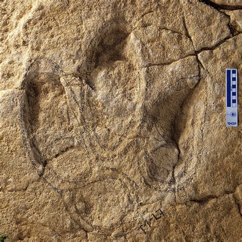 Fossil dinosaur footprint - Stock Image - C016/2933 - Science Photo Library