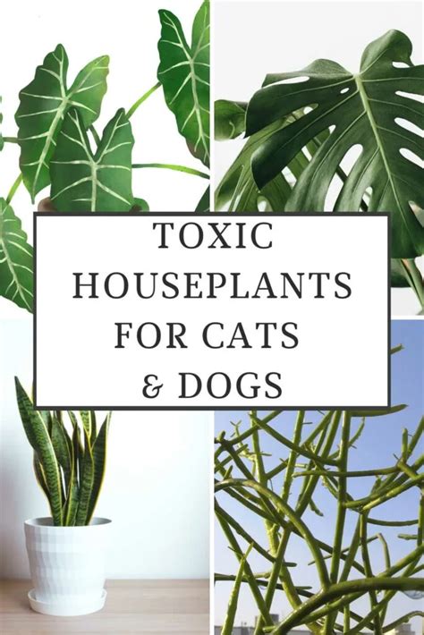 Are Dracaena Toxic To Cats Or Dogs