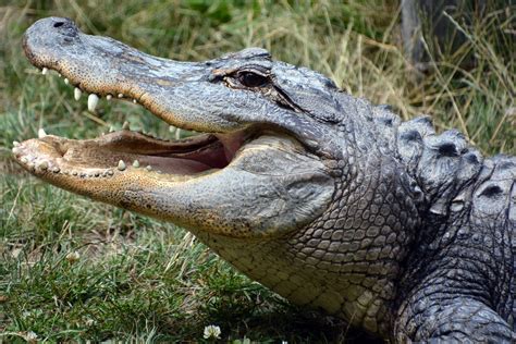 The meaning and symbolism of the word - «Alligator»