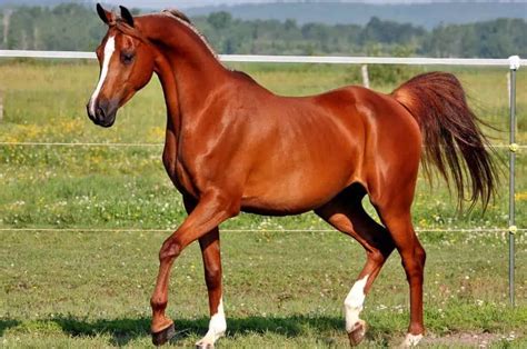 Arabian Horse Breed Profile