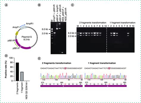 Site-directed mutagenesis in an 8.3 kb plasmid with direct transform ...