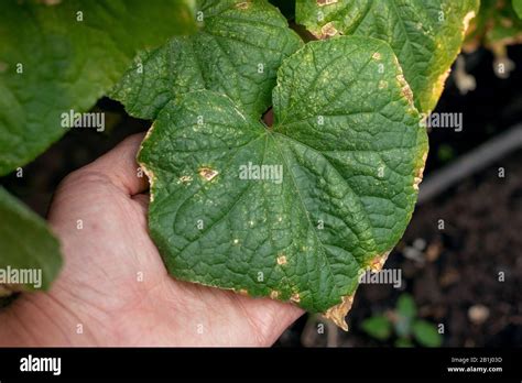 Target leaf spot disease on cucumber. cucumber plant affected by ...