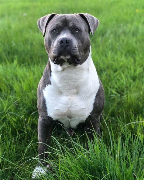 AMERICAN BULLY XL PUP | in Ballyclare, County Antrim | Gumtree