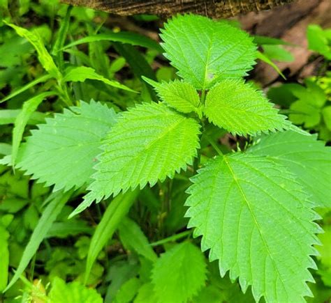 On Nature column: Irritant stinging nettle an important resource for wildlife | Columns ...