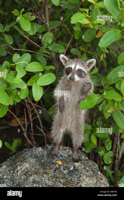 Cozumel Raccoon (Procyon pygmaeus) standing, Cozumel Island, Mexico ...