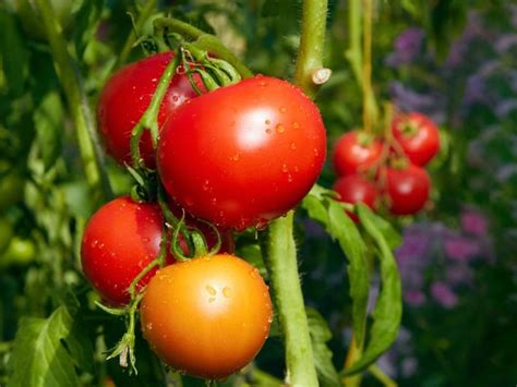 Tomato Root Knot Nematode Info - Treating Nematodes In Tomatoes