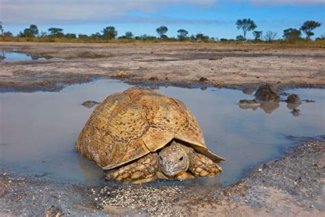 How Big Do Leopard Tortoises Get? Interesting Size & Growth Facts