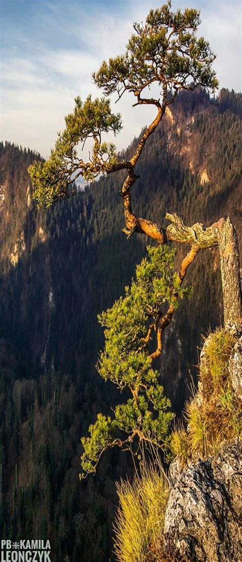 Poland Green Giant, 10 Picture, Nature Scenes, Giants, Landscapes, Around The Worlds, Botanical ...