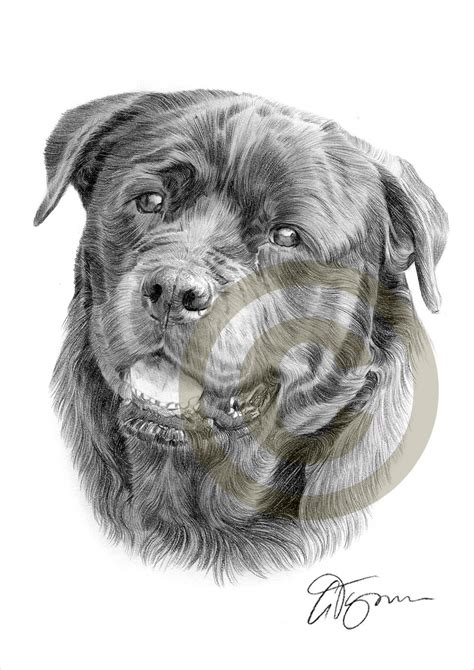 Dog Art Rottweiler Pencil Drawing Print Artwork Signed by Artist Gary ...