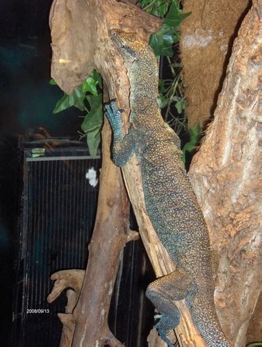 blue tailed monitor | blue tailed monitor | Herp.Haven | Flickr