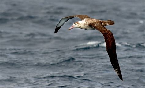 Endangered Species 3: Amsterdam Albatross