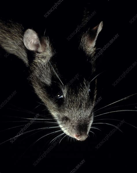 Brown rat - Stock Image - C040/5588 - Science Photo Library