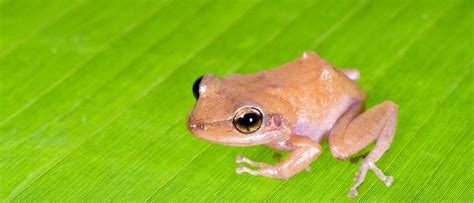 Wildlife in Puerto Rico - Types of Puerto Rican Animals - A-Z Animals