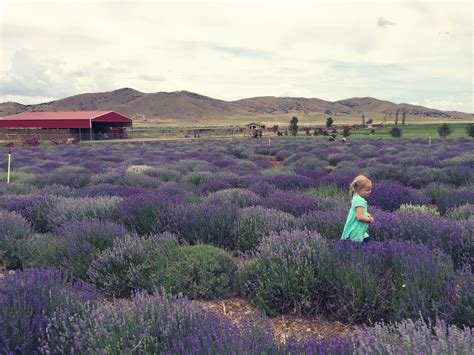 Mommy Vignettes: Lavender Farm in Mona, UT