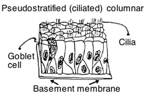 A Ciliated Epithelial Cell Plant or Animal - Andersen Formlee