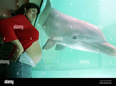 Pregnant dolphin hi-res stock photography and images - Alamy