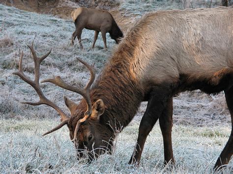 Elk Occupancy Agreement Pioneers Private Conservation of Elk Habitat | PERC