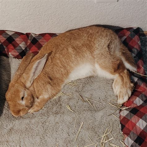 Look at this sleepy baby : Rabbits