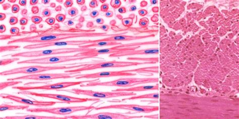 Human anatomy: An overview of smooth, cardiac and skeletal muscles ...