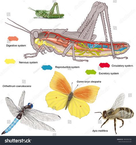 Adelante científico Solitario anatomia interna del insecto tema montón solo