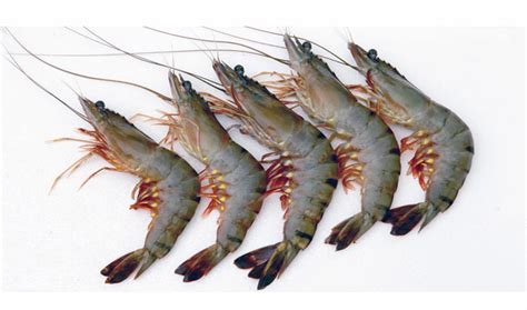 Black Tiger Shrimp | Viceroy Exporters