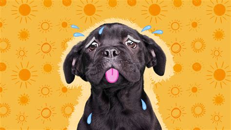 Signs Of Heatstroke In Dogs You Need To Know, According To A Vet - DodoWell - The Dodo