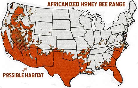 Surviving Killer Bees (Africanized Honey Bees) - BEE BASICS