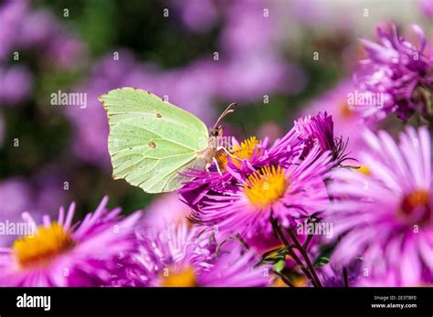 Forbach hi-res stock photography and images - Alamy