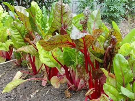 Benefits of Swiss Chard