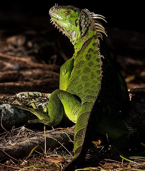 Iguana Hunting | South Florida Fishing And Hunting