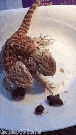 2 Headed Lizard Eating Insects........ : r/natureismetal