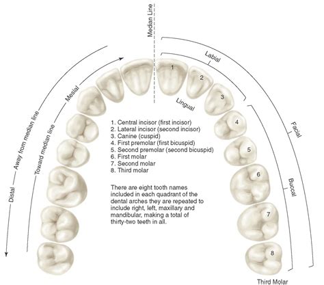 an image of a diagram of the teeth