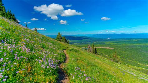 Field Grass Flowers Wallpaper Hd Nature 4k Wallpapers Images | Porn Sex ...