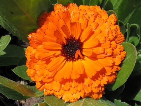 File:Orange flower.jpg - Wikipedia