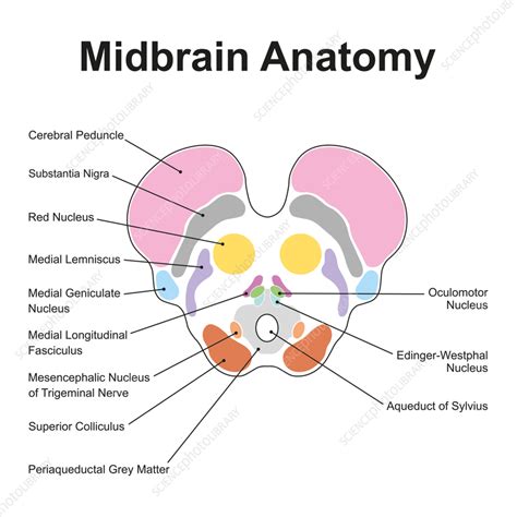 Midbrain anatomy, illustration - Stock Image - F037/4425 - Science Photo Library