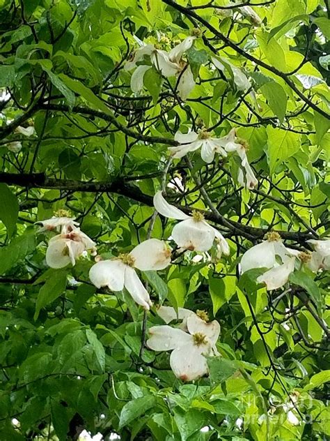 Dogwood Trees Painting by Rose Elaine | Fine Art America