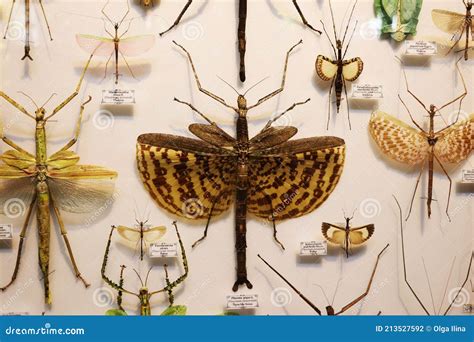 Collection of Exotic Insects. Option 9. Stock Photo - Image of insect ...