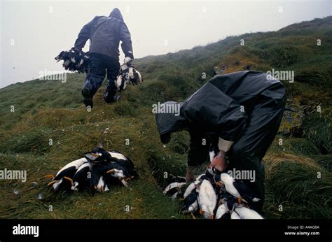 WESTMANN ISLANDS, ICELAND, JULY 1993: Puffin Hunting: The hunters carry ...