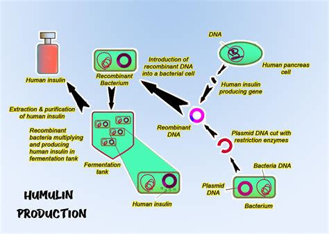 Transfection of mammalian cells - methods & advantages