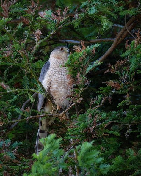 Cooper's Hawk Photograph by Joe Fisher - Fine Art America