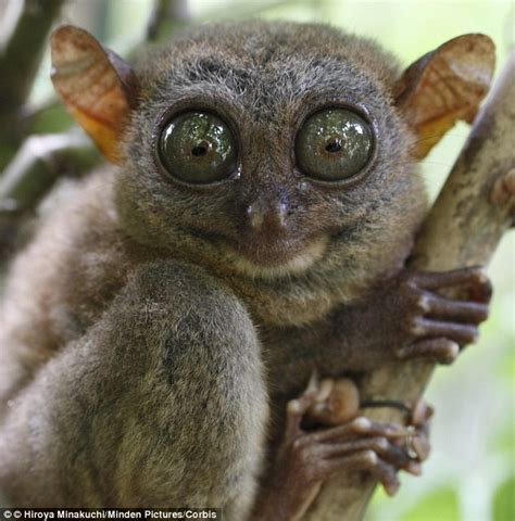 Star Wars' YODA may have been based on saucer-eyed tarsier | Daily Mail ...