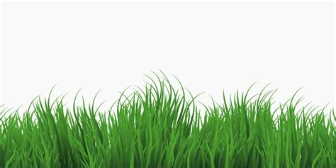 green grass isolated on white background 16413103 Vector Art at Vecteezy