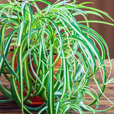 How To Care For Different Spider Plant Varieties | Keep House Plants Alive