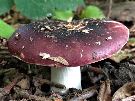 Blackish Purple Russula