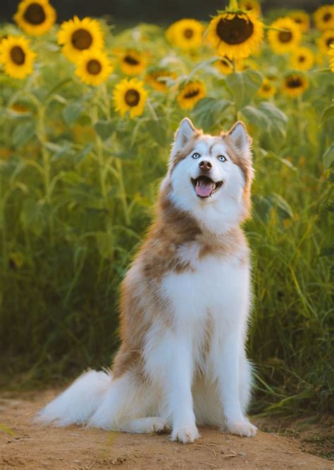 white and brown siberian husky puppy on green grass during daytime photo – Free Dorthea dix park ...